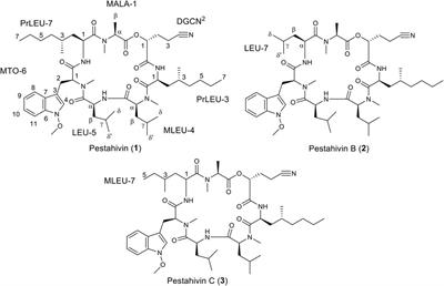 Chemical elicitation as an avenue for discovery of bioactive compounds from fungal endophytes